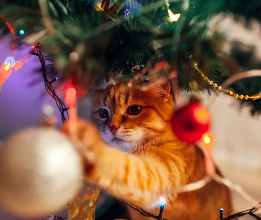 Albero di Natale Sicuro per Gatti: Consigli&nbsp;Pratici