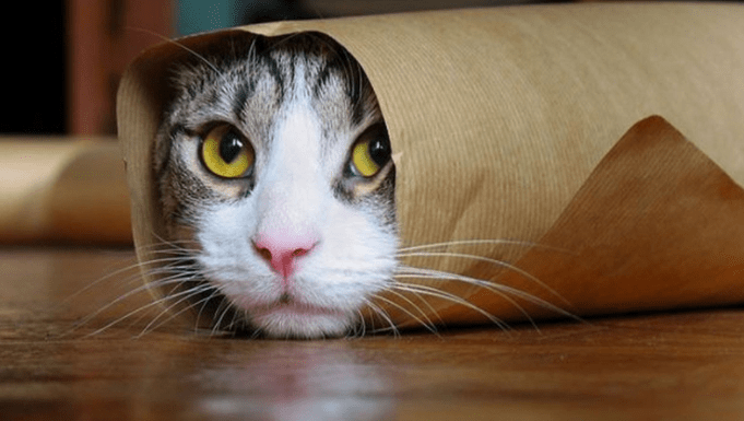 Gatto avvolto nella carta. Fonte: web