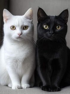 Gatto nero e gatto bianco. Fonte: web.